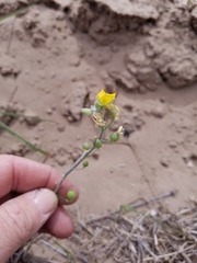 Physaria lindheimeri