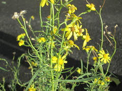 Senecio inaequidens