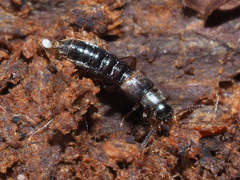 Leptusa pulchella
