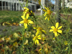 Senecio inaequidens