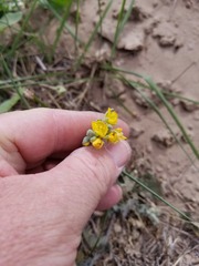 Physaria lindheimeri
