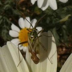 Reuterista instabilis