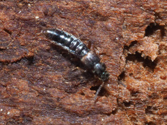 Leptusa pulchella
