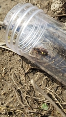 Nomada leucophthalma