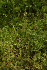 Arabidopsis thaliana