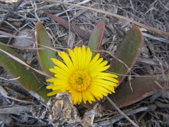Glottiphyllum longum