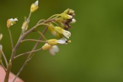 Arabidopsis thaliana