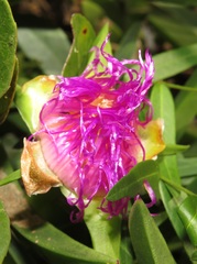 Carpobrotus dimidiatus