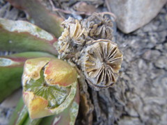 Glottiphyllum longum