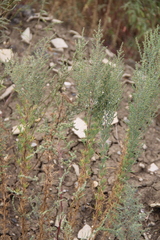 Suaeda prostrata