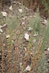 Suaeda prostrata