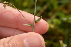 Arabidopsis thaliana