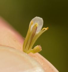 Arabidopsis thaliana