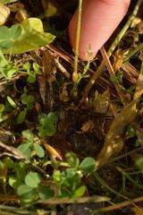 Arabidopsis thaliana