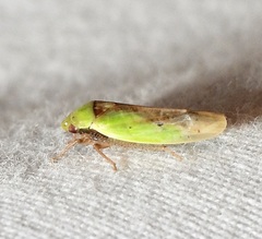 Ponana