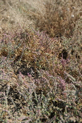 Suaeda prostrata