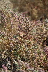 Suaeda prostrata