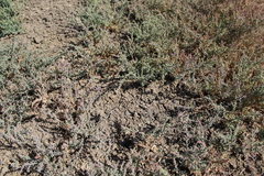 Suaeda prostrata