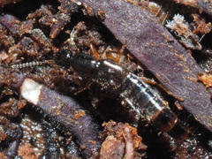 Gabrius splendidulus