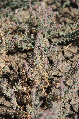 Suaeda prostrata