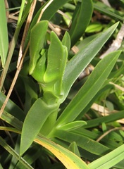Carpobrotus dimidiatus