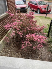Rhododendron indicum
