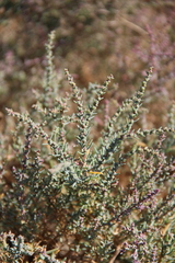 Suaeda prostrata
