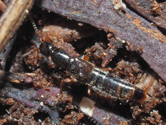 Gabrius splendidulus