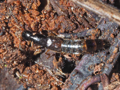 Gabrius splendidulus