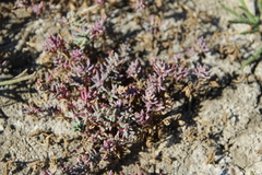 Suaeda prostrata