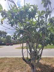 Magnoliopsida