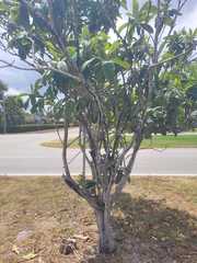 Magnoliopsida