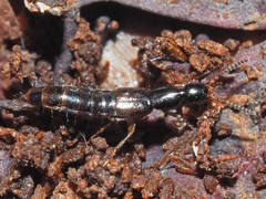 Gabrius splendidulus