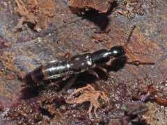 Gabrius splendidulus