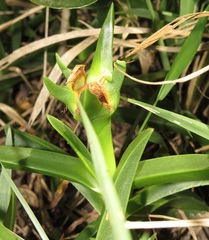 Carpobrotus dimidiatus