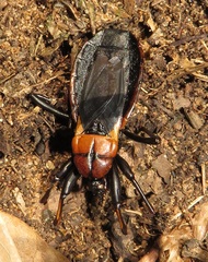Ectrichodia crux