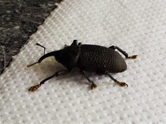 Homalinotus coriaceus