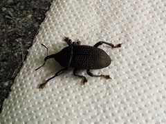 Homalinotus coriaceus