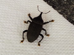 Homalinotus coriaceus