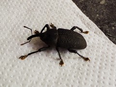 Homalinotus coriaceus