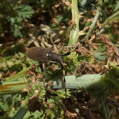 Agapanthia annularis