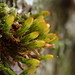 Pale Bristle Moss - Photo (c) Stefan Gey, some rights reserved (CC BY-NC), uploaded by Stefan Gey