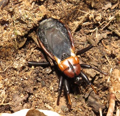 Ectrichodia crux