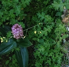 Himantoglossum robertianum