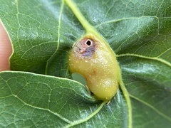 Neuroterus quercusirregularis