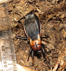 Ectrichodia crux
