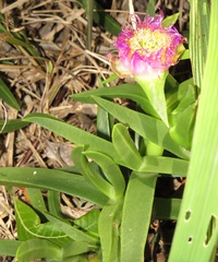 Carpobrotus dimidiatus