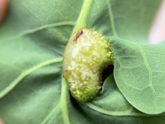 Neuroterus quercusirregularis