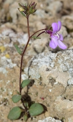 Chaenorhinum grandiflorum