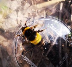 Bombus haematurus